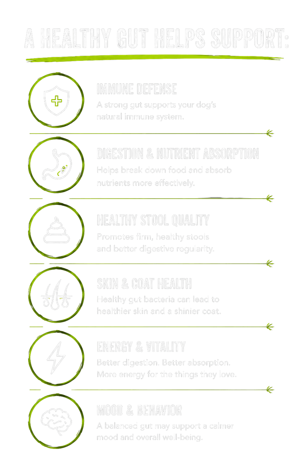 A Healthy Gut Helps Support: Immune Defense, Digestion & Nutrient Absorption, Healthy Stool Quality, Skin & Coat Health, Energy & Vitality, Mood & Behavior