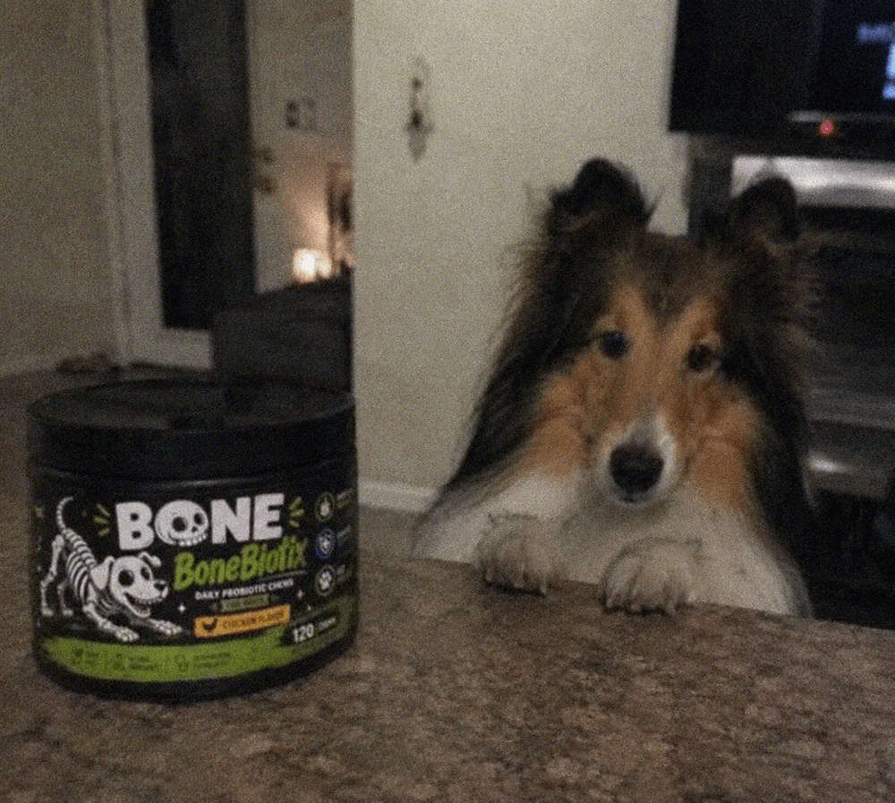 Sheltie with BoneBiotix jar